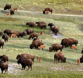 Dozens of Buffalo in a grassy field in the Little Rockies
